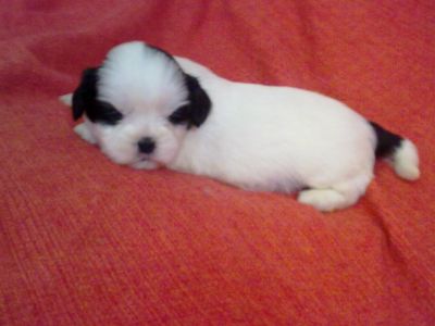 Filhotes Machos e Fêmeas de Lhasa Apso p/ venda 