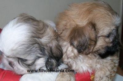 Filhotes, raça, Shih tzu, macho, fêmea, Porto Alegre,