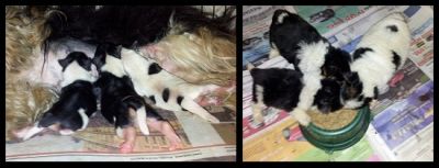 Biewer Terrier - Yorkshire Tricolor