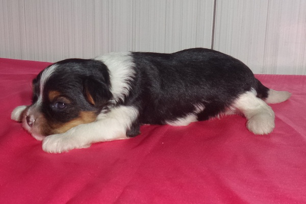 Filhotes de Biewer Terrier