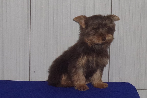 Filhote macho de Yorkshire Terrier Chocolate Micro