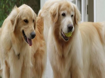Jw Passeador de Cães