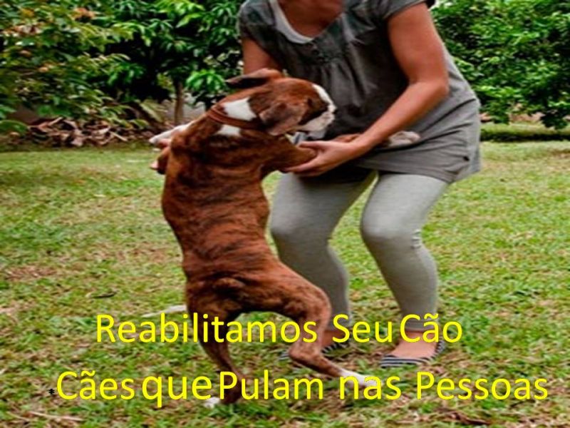 Terapeuta Comportamental  De  Cães
