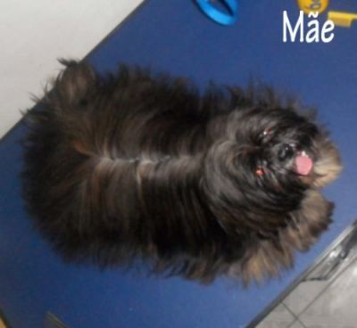 Filhote de Lhasa Apso