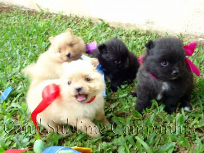 Spitz Alemão / Lulu da Pomerania - Filhotes com Pedigree a venda