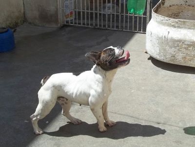 Bulldog Frances filhote