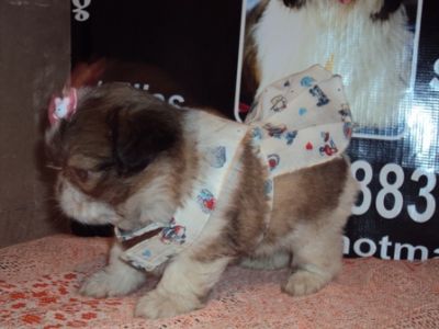 filhotes de shihtzu