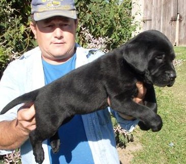 Retriever do Labrador Pretos e Chocolates