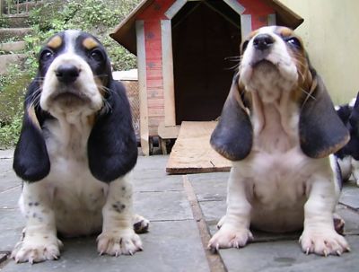 Basset Hound - Canil Filhotes On Line BH