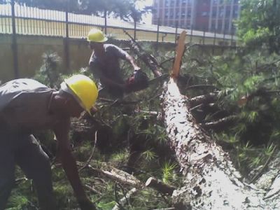 corte de árvores 11-2303-5217 ,7303-3441