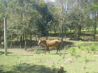 Terreno/chacara Região de Curitiba