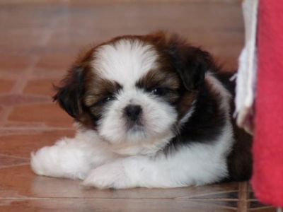 Preciosas minúsculas Teacup Baby Face shih tzu filhotes  para adoção