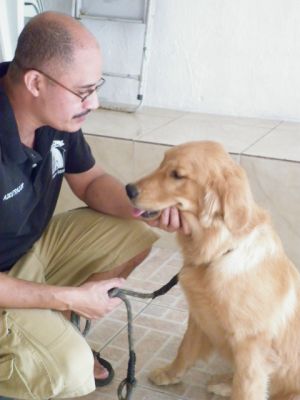 adestramento de cães matilha