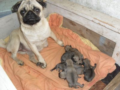 vendo lindos filhotes de basset hound e pug