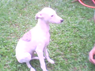 WHIPPET LINDOS FILHOTES DIPONIVEIS