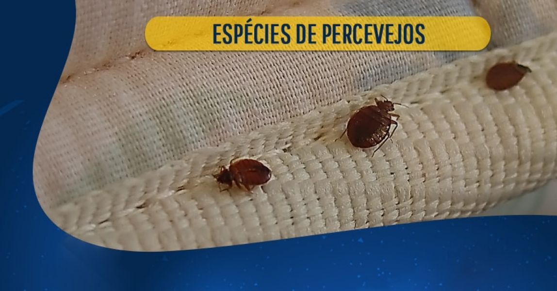 Dedetização de percevejos de cama