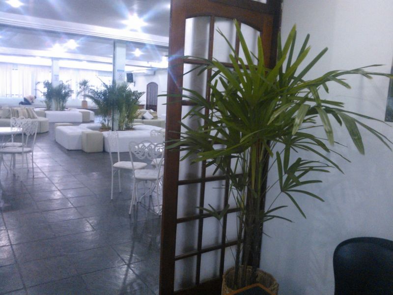 Ornamentais Plantas  Paisagismo Aluguel Palmeiras