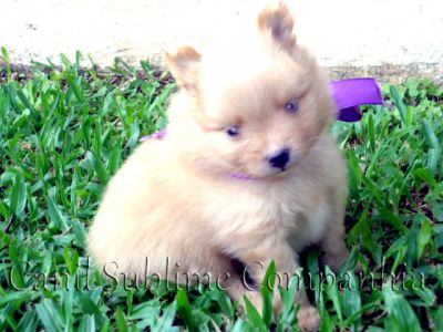Spitz Alemão / Lulu da Pomerania - Filhotes com Pedigree a venda