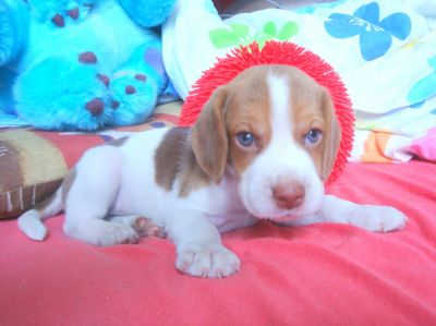 Canil OBeagle! - Filhotes de Beagle - RJ