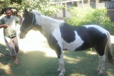 vendo lindo calavo Mangalarga com pelagem pampa 9 anos 