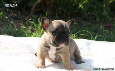 BULLDOG FRANCES FULVO DISPONIVEL