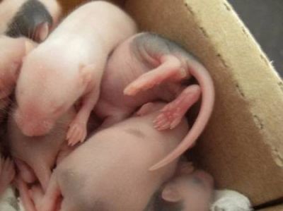 Camundongos: Neonatos,jovens e adultos