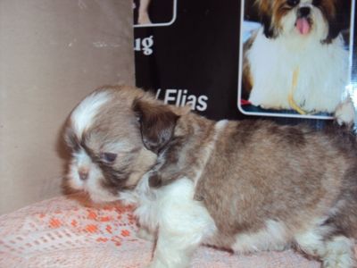 filhotes de shihtzu