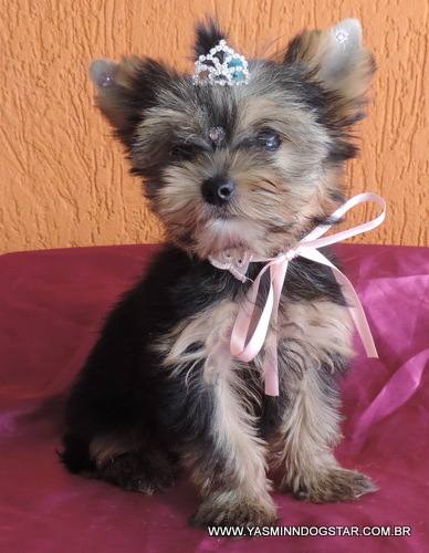 Linda fêmea de Yorkshire micro