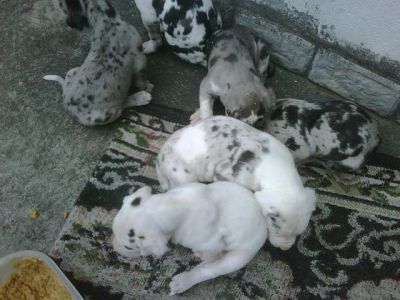 Vendo Lindos filhotes de  Dogue  alemão