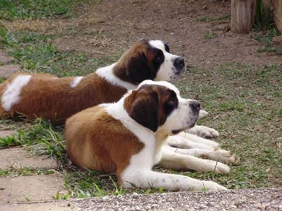 Excepcional Linhagem de São Bernardo.