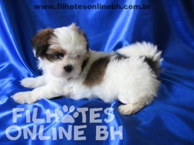 Golden Retriever - Canil Filhotes On Line BH