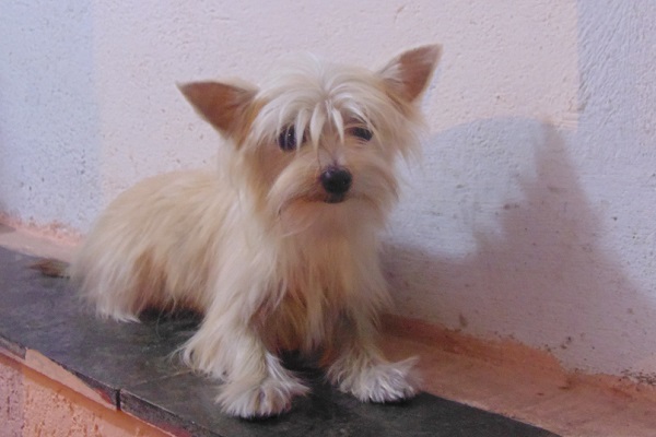 Filhote De Yorkshire Terrier Hibrido