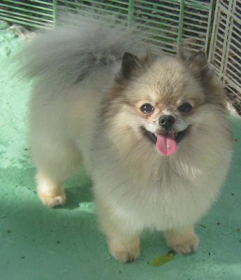lulu da pomeranea (spitz alemão anão