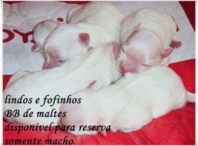 tenho lindos filhotes de maltes para reserva