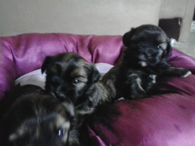 Filhotes de Shitzu com Yorkshire