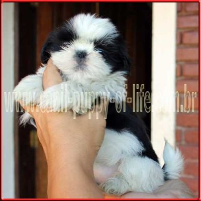 Canil puppy- vd filhotes shih tzu