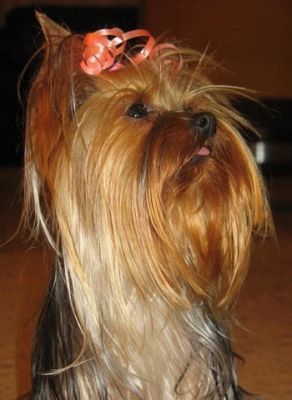 Yorkie bom para venda