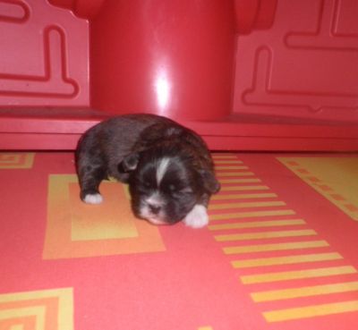 Filhote de Lhasa Apso