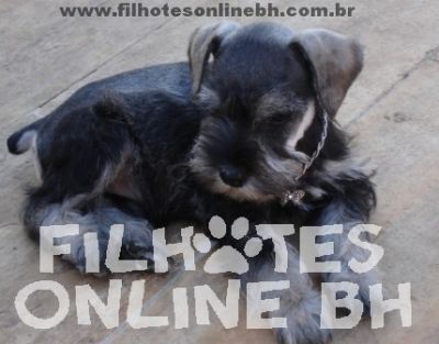 Schnauzer - Canil Filhotes On Line BH