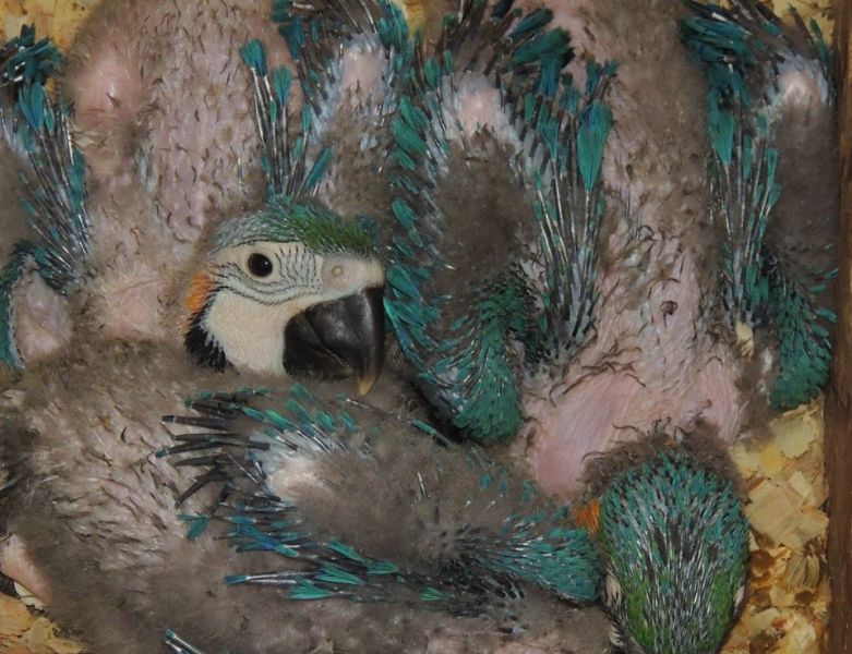 Arara Canindé a venda