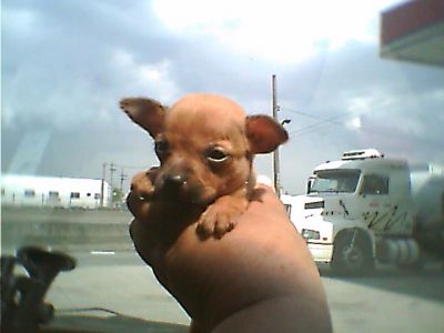 PINCHER MICRO EM 10X SEM JUROS NO CARTÃO