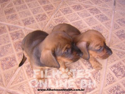 Basset Cofap - Canil Filhotes On Line BH 