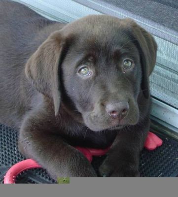 Lindos filhotes de Labrador, filhos e netos de campeões! R$800