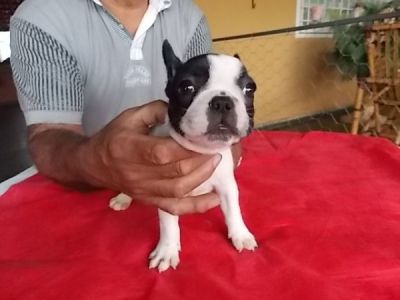 VENDA DE FILHOTES DE BULLDOG FRANCES