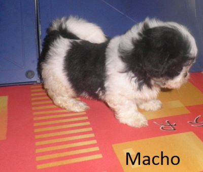 Filhote de Lhasa Apso - Promoção