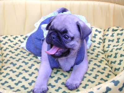 Vendem-se Lindos Filhotes De Pug Linhagem Nabuco!!!