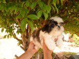 SHIH TZU E YORKSHIRE TERRIER, FILHOTES MACHOS COM PEDIGREE, BOM $