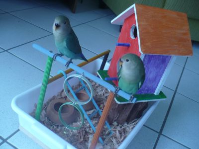 Criadouro Aves Mansas