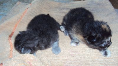 Gatos persas Teutonia