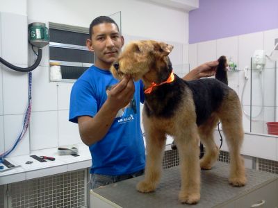 CURSO DE BANHO ,TOSA E ESTÉTICA - PROFISSIONALIZANTE